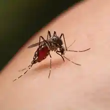 Close-up of a mosquito on skin