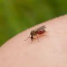 Mosquito on skin against green foliage