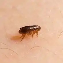 Flea on skin, macro