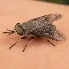 Horsefly resting on skin